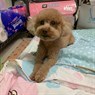 minnie1204z