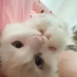 kakabbbb