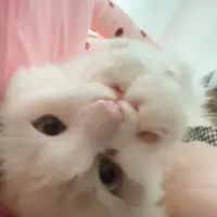 kakabbbb