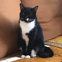 海綿寶