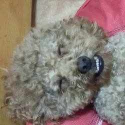 寵物小精靈行路草