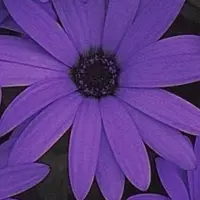 sioB