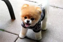 Lovely dog