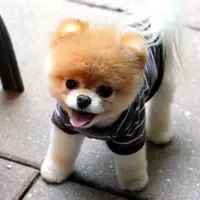Lovely dog
