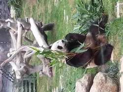 醉醉貓