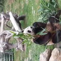 醉醉貓