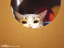 Rhineats