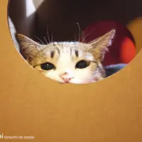 Rhineats
