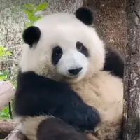 Quiqi