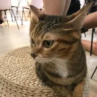 kitty.hung