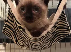 小提