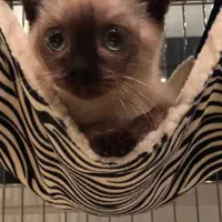 小提