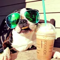 tastzbudz
