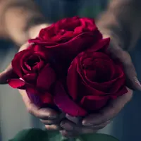 rose_bb001