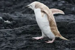 whitepenguin
