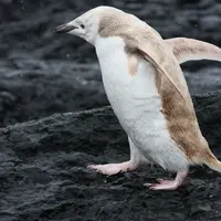 whitepenguin