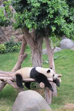 rollingpanda