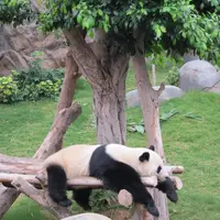 rollingpanda