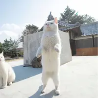 懶美人