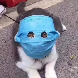 Cat_Wong