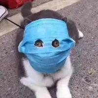 Cat_Wong