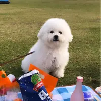 Dorislambean