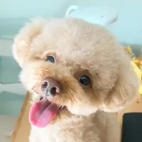Mandy_yan