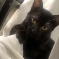 白痴妹