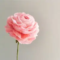 elsa_chariya