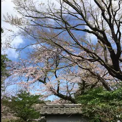 天邊一隻雁