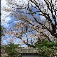 天边一只雁