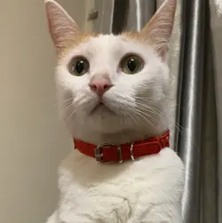 lampk123