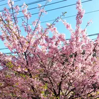 鮎川丸子