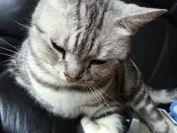 快樂小魚兒