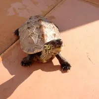 口誅筆伐
