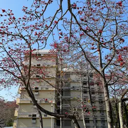 花喱花碌