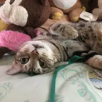 cristinameow