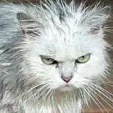 MeowYeung
