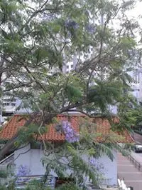 AmyChung0920