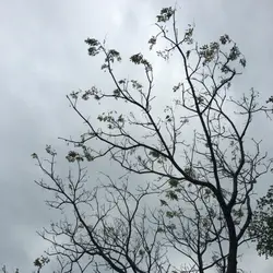 daisyjeremyyip