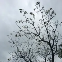 daisyjeremyyip