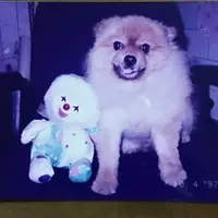 安琪1221