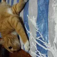 珍寶貓貓