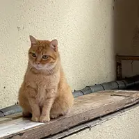 Sadaharu