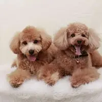 JoeyLeungBebi