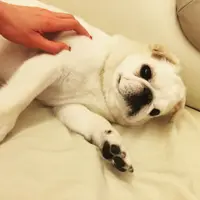 Gobby Chan