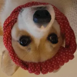 LookCharlotte