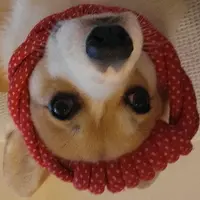 LookCharlotte