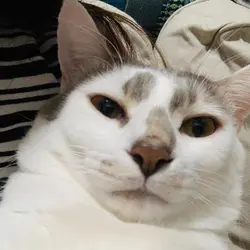 魚旦食完話你知