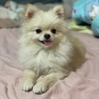 missdelicious
